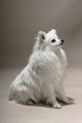 Italian volpino puppies on adoption