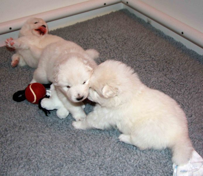 Pure White Samoyed Puppies