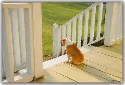 WELL TRAINED ENGLISH BULLDOG PUPPIES READY FOR NEW HOME