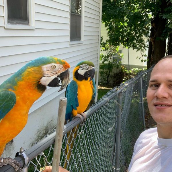 Macaws and Parrots available for Rehome