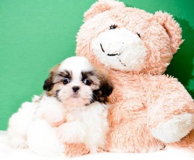 Simo is a healthy and playful Tcup  Shih Tzu puppy in need of a forever home