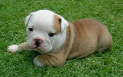 Male and Female English Bulldog Puppies For Adoption 