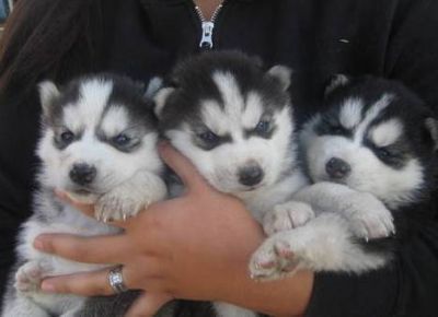 Adorable Siberian Husky with bule eyes Puppies for adoption for x mas
