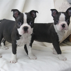 Beautiful Boston Terrier puppies looking for new homes (408) 713-9601