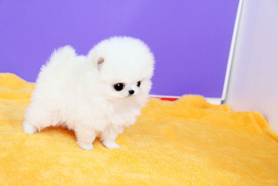 Adorable Micro Teacup Pomeranian Red/White Available