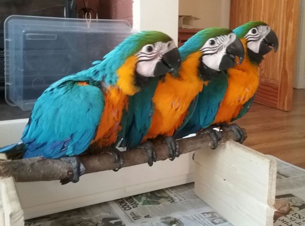 Blue and Gold Macaw parrots for sale