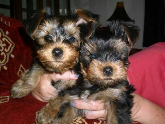 Baby Adorable Yorkie Puppies For Adoption.