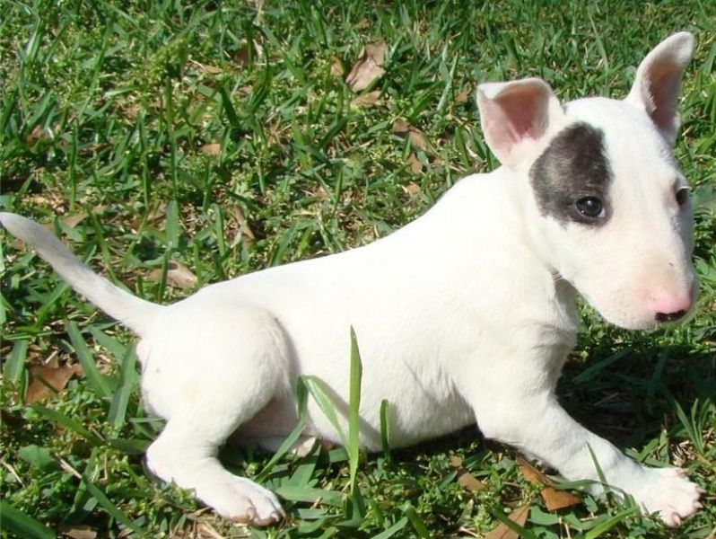 Bull  Terrier Puppies For Sale  