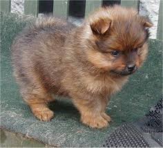 Benefic Pomeranian Puppies..