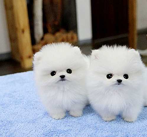Two Pomeranian puppies ready now, TEXT 484) 265-1106