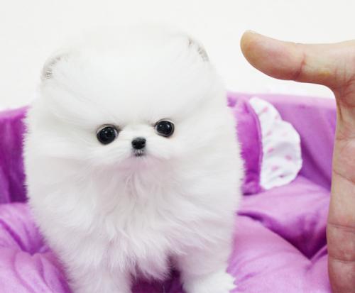 Beautiful Pomeranian puppies now ready for new home