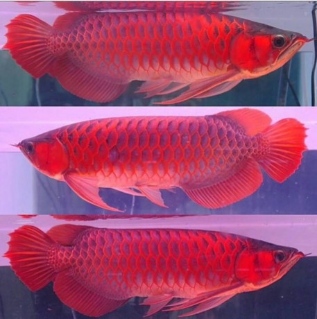 Arowana fish for sell