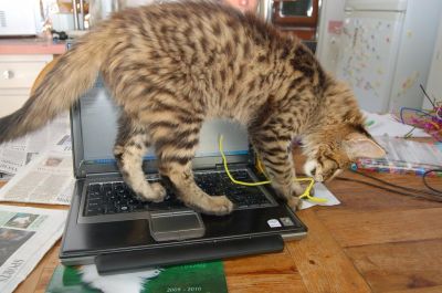 Serval , Savannah , Cheetah, Caracal and Ocelot  kittens