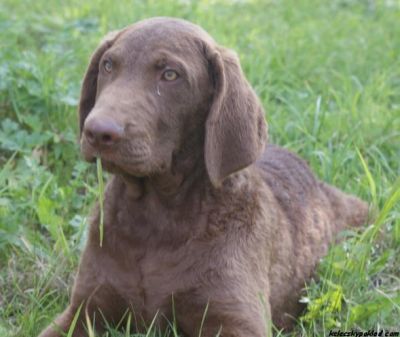 Chesapeake Bay Retriever with pedigree - health, quality