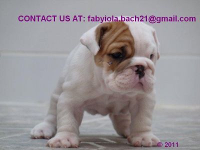 CUTE MALE & FEMALE ENGLISH BULLDOG PUPPIES FOR ADOPTION