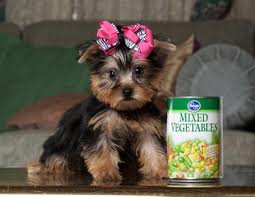 Lovely & sexy male and female yorkies 