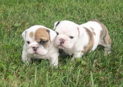 cute looking english bulldog for lovers of pets