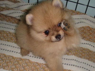 adorable tea Pomeranian  puppies for free adoption...