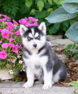 Gift  adorable siberian husky puppies for adoption