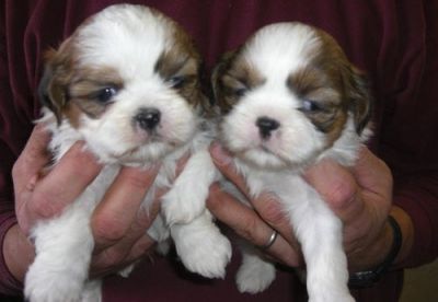 ajaja shih tzu  puppies for sale