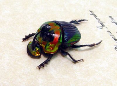 SOUTH AMERICA INSECT FOR SALE