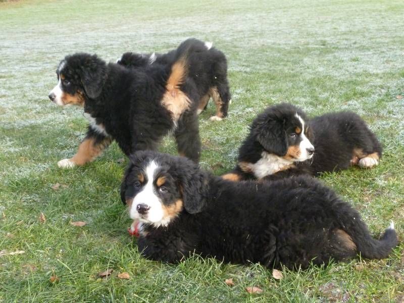 Bernese Mountain Dog FCI puppies
