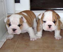 English Bulldog puppies (Free) !!!