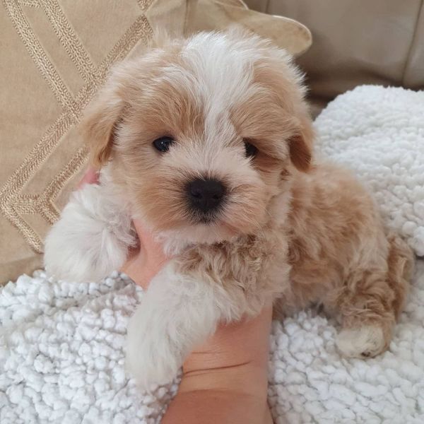 Maltipoo puppies ready to go home