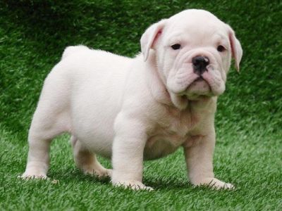 English Bulldog Puppies Excellent Quality