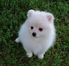 Beautiful male and female pomeranian puppies for x-mas