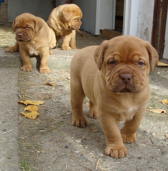 Outstanding Dogue De Bordeaux Puppies Available For Adoption