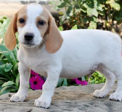 Beabull Puppies for Sale