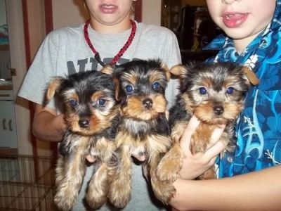 yorkies-puppies-for-sale