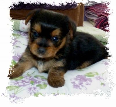 Tiny Yorkshire Terrier Puppies