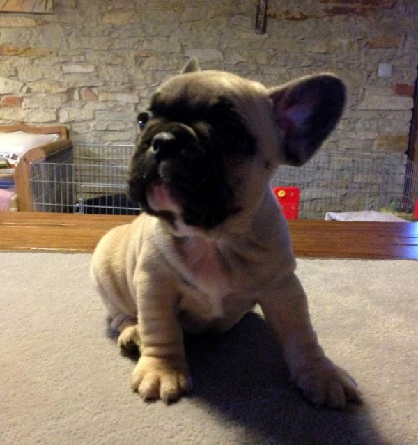 French Bulldog pedigree puppies