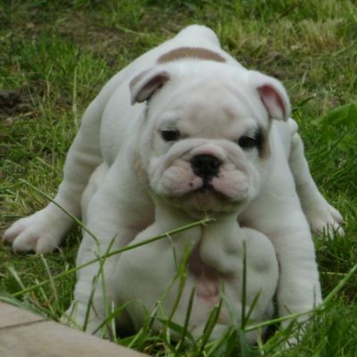  ENGLISH BULLDOG PUPPIES FOR ADOPTIONS