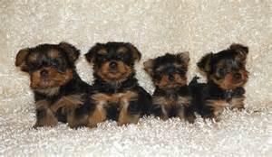 Tea Cup   Yorkie's Puppies For Adoption