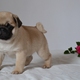 pug puppy looking for new home