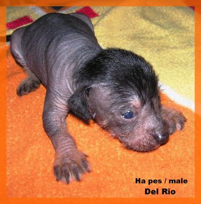 peruvian hairless dog small