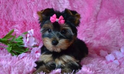Yorkie puppies
