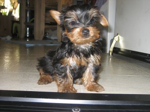 Home Raised Yorkie Puppies For. Good Homes Now
