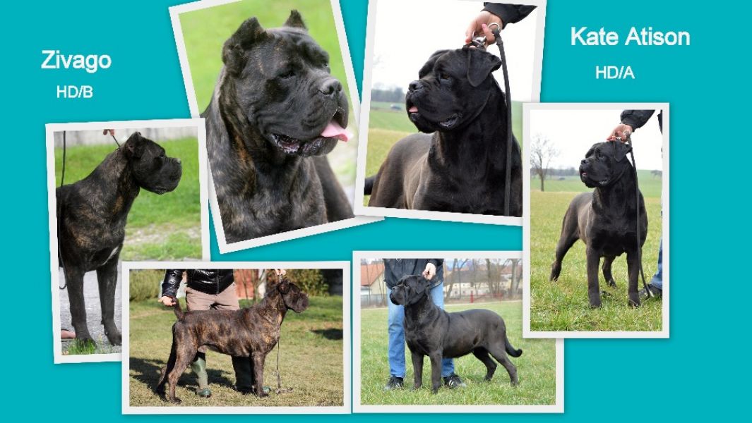 Cane corso – puppies with pedigree