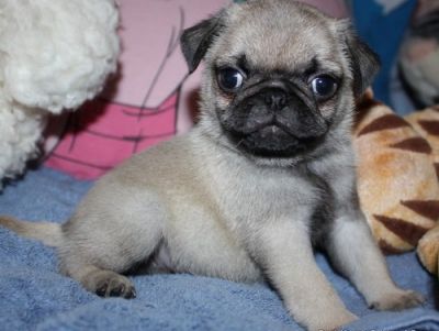 Pug puppies for lovely homes