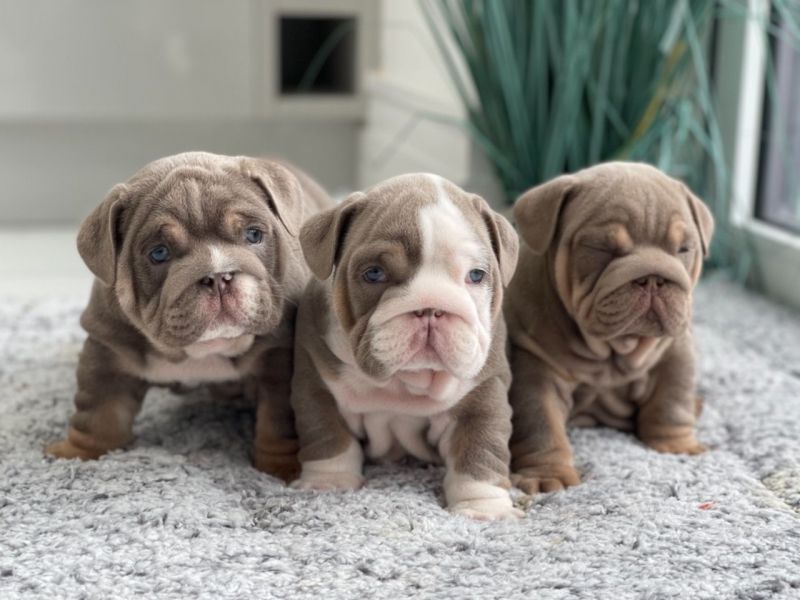 English Bulldog Puppies,