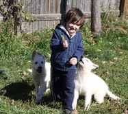 Cute Male and Female German Shepherd  Puppies