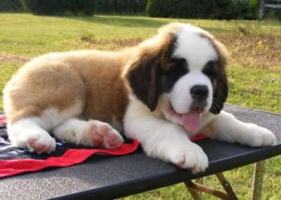 beautiful St. Bernard puppies