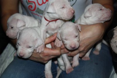 Dogo Argentino - puppies for sale from top quality breeding