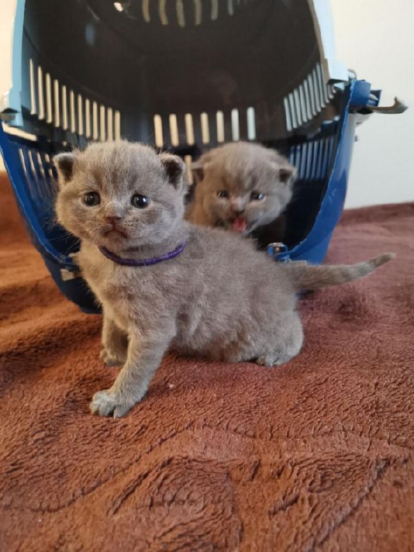 Male and female Scottish Fold kittens