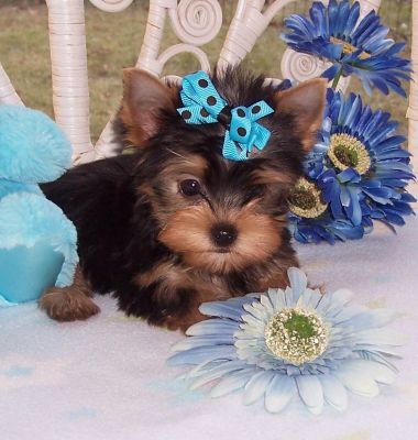 Delighted Tea Cup Yorkie Puppies (701) 660-4175
