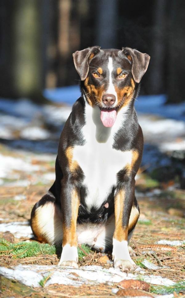 Appenzeller mountain dog excellent puppies
